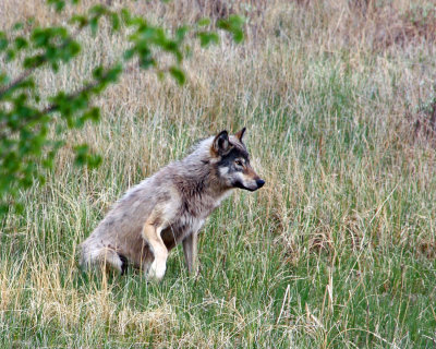 Wolf at Jasper