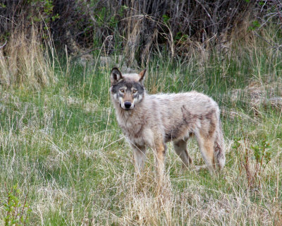 Wolf at Jasper