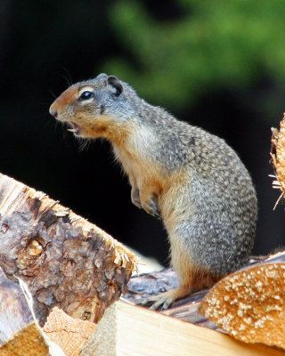 Ground Squirrel at our campground
