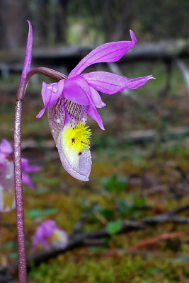 Banff - Calypso Orchid