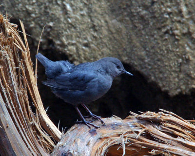 American Dipper