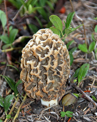 Morel mushroom near our campground
