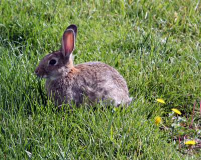 Cottontail