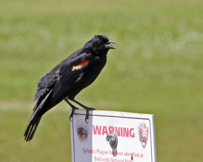 Redwing blackboard