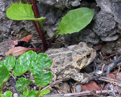 Toad