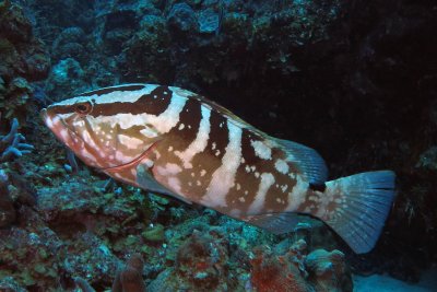 Nassau Grouper