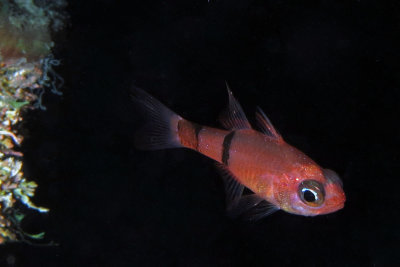 Belted Cardinalfish