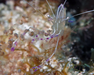 Perderson cleaner shrimp
