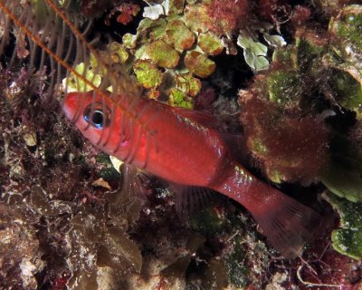 Mimic cardinalfish