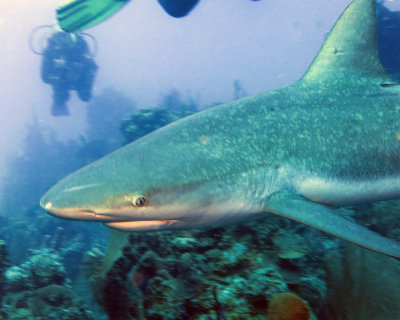 Reef shark