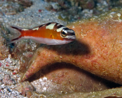 Tobaccofish