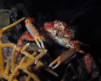 Reef crab