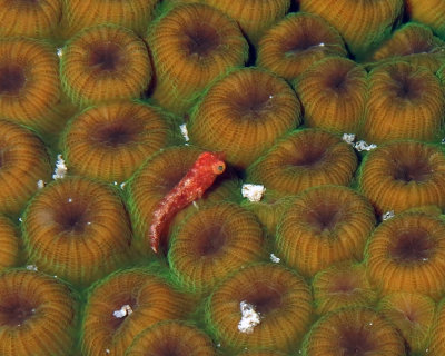 Juvenile parrotfish