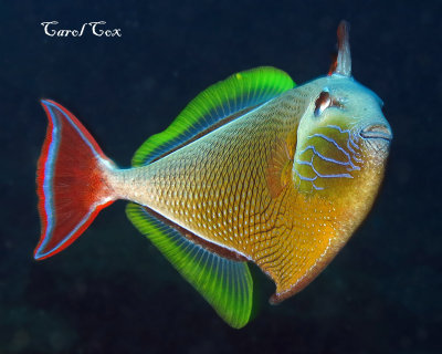Redtail Triggerfish
