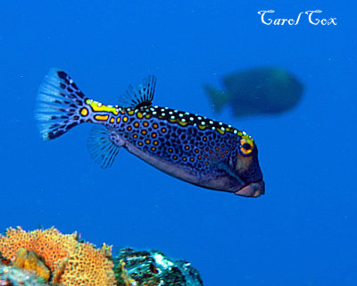 Whitespotted boxfish