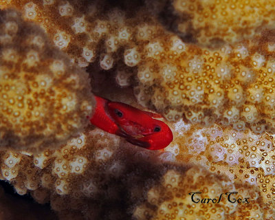 Coral Crab sp?