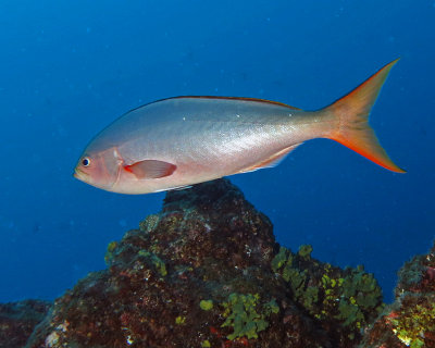 Panamic creolefish