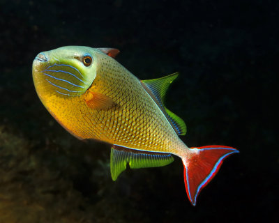 Redtail triggerfish