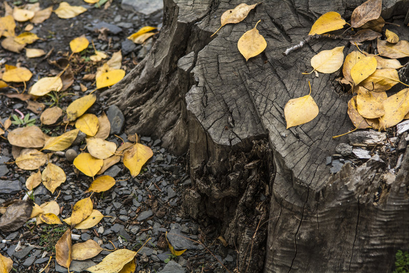 _DSC7450 ps.jpg