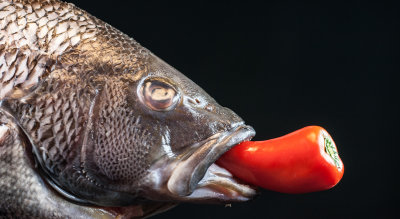 Hot Sea Bass