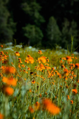 Yosemite Flowers