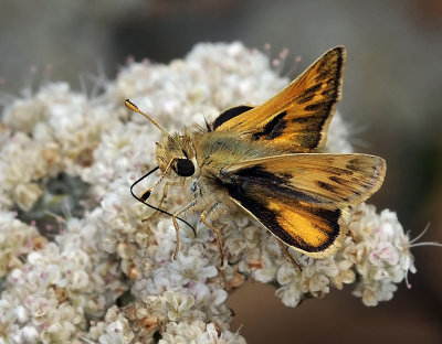 Rural Skipper