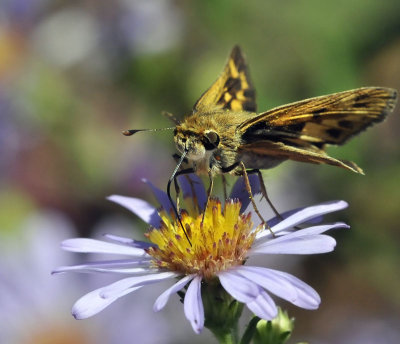 Fiery Skipper, female