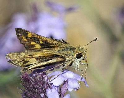 Fiery Skipper, female