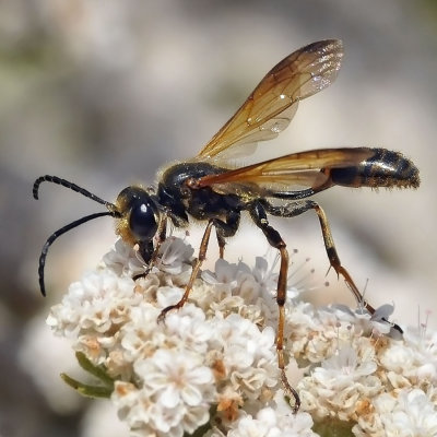 Brown-legged Grass-carrying Wasp