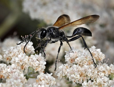 Black Grass-carrying Wasp
