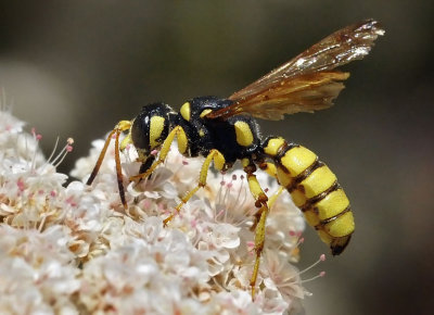 Beetle Wasp