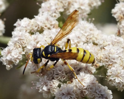 Beetle Wasp