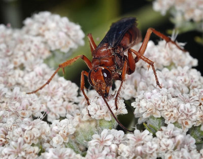 Red Paper Wasp, Polistes rubiginosus