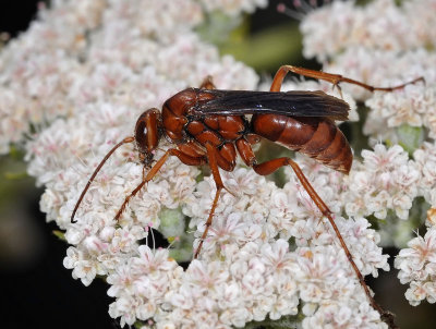 Red Paper Wasp, Polistes rubiginosus