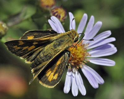 Fiery Skipper, female