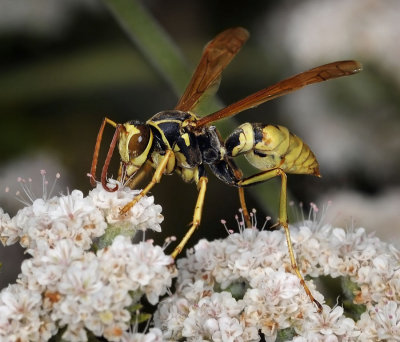 Golden Paper Wasp, Polistes aurifer