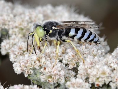 Sand Wasp, Bembix sp, female