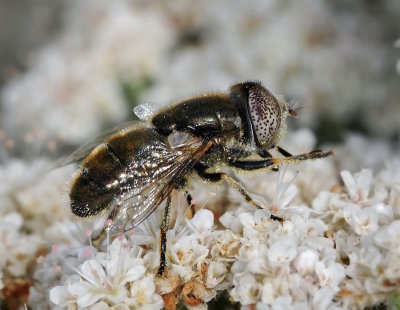 Speckly-eyed Syrphid Fly