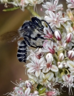 Leafcutter Bee, Megachile sp