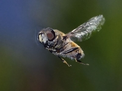 Syrphid Fly, Eristalis sp, in flight