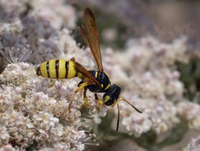 Beetle Wasp, Cerceris sextoides