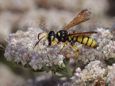 Beetle Wasp, Cerceris sextoides