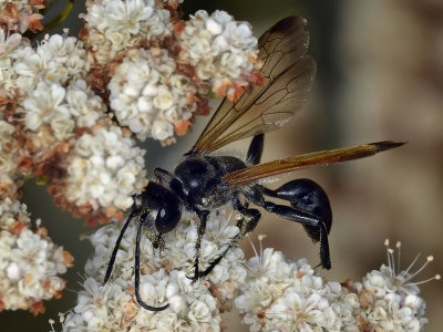 Grass-carrying Wasp, Isodontia sp