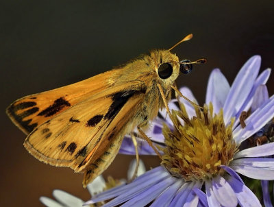 Fiery Skipper, male