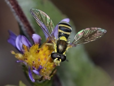 Syrphid Fly, Sphaerophoria sulphuripes, female