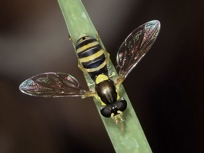 Syrphid Fly, Sphaerophoria sulphuripes, female