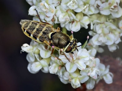 Soldier Fly, gold/black