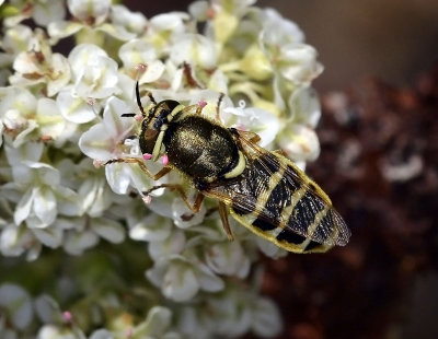 Soldier Fly, Odontomyia sp.