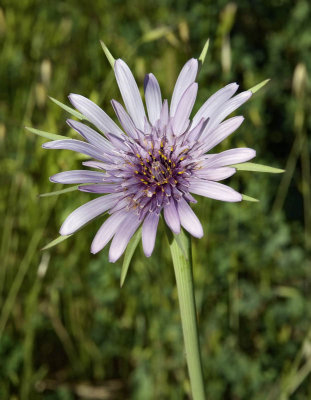 Salsify (not native)