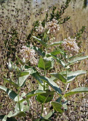 Showy Milkweed, Asclepias speciosa